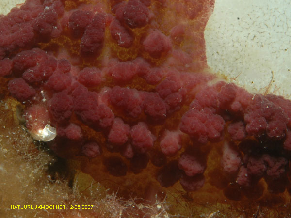 Oscarella rubra